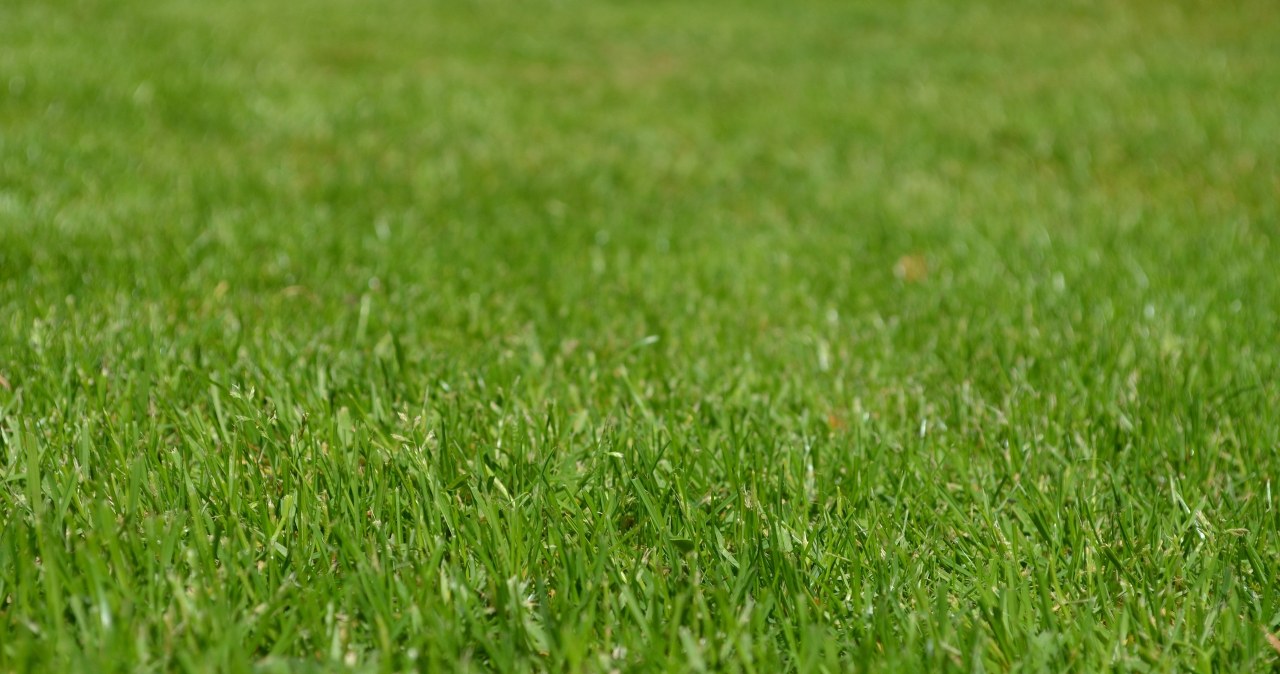 Ten nawóz jest w naturalny i darmowy. Regeneruje i pobudza żółty trawnik