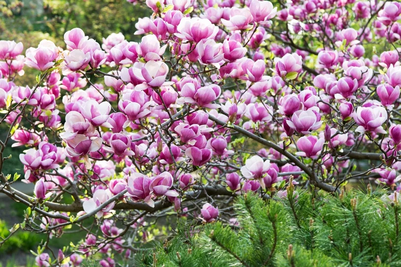 Rozsyp wokół magnolii. Gałązki będą uginać się od spektakularnych kwiatów