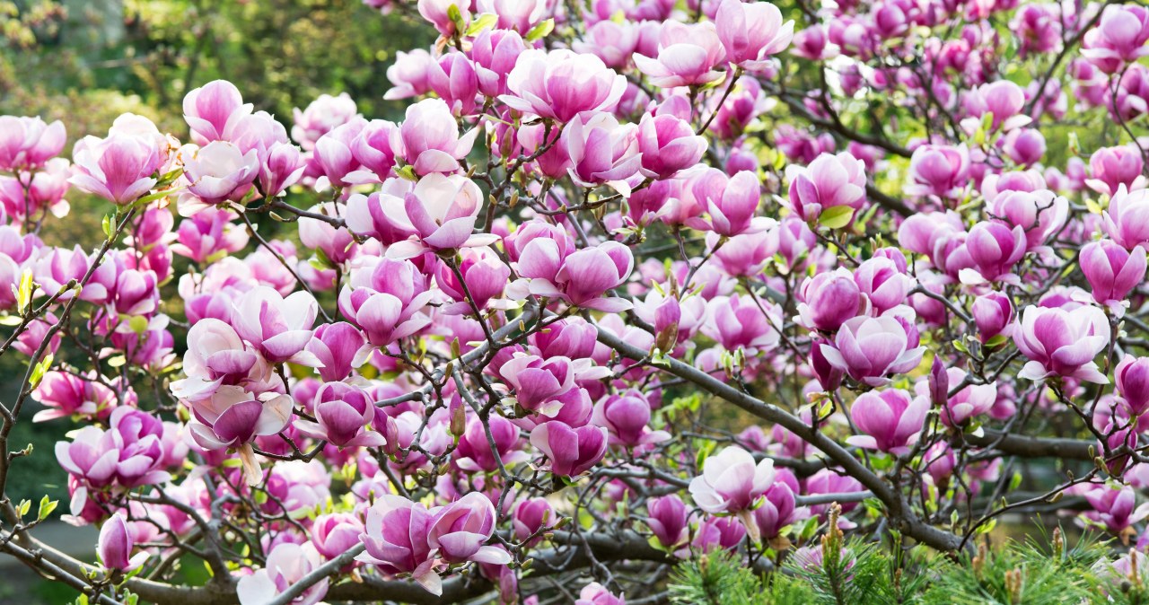Rozsyp wokół magnolii. Gałązki będą uginać się od spektakularnych kwiatów