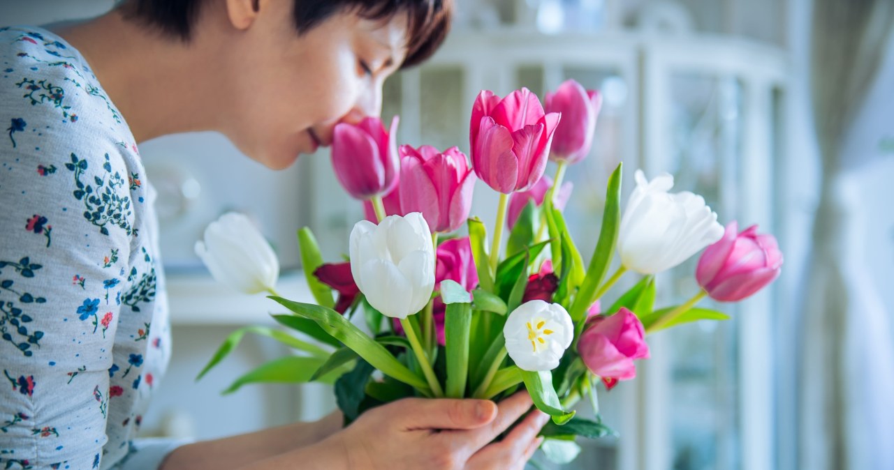 Nie wyrzucaj klapniętych tulipanów. Tak gwałtownie przywrócisz im świeżość