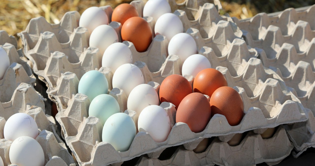 Rewolucja na rzecz zwierząt. Klienci się zorientowali, jakich jaj unikać Rewolucja na rzecz zwierząt. Klienci się zorientowali, jakich jaj unikać