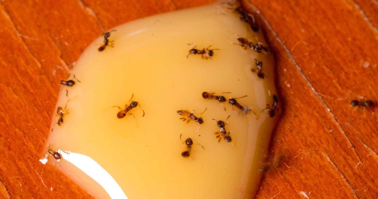 W kwietniu mrówki faraona nasiliły działalność. Jak się ich pozbyć?