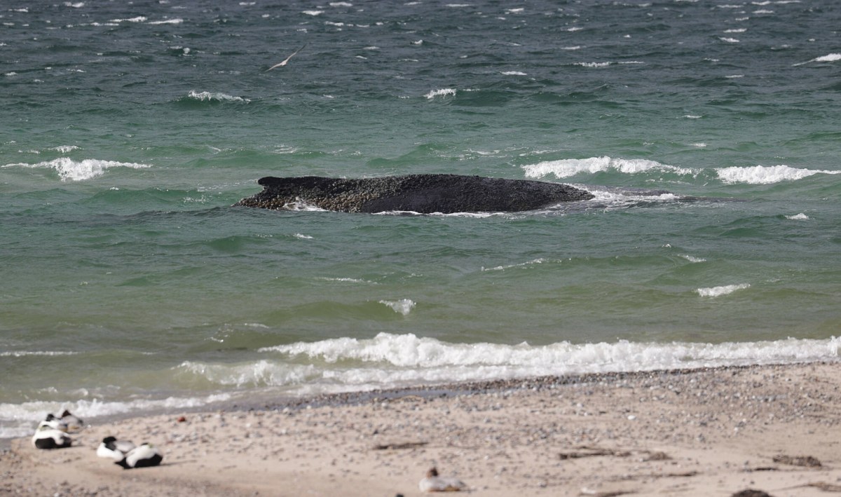 Timmy niedługo padnie. Tragiczny los humbaka u wybrzeży Niemiec