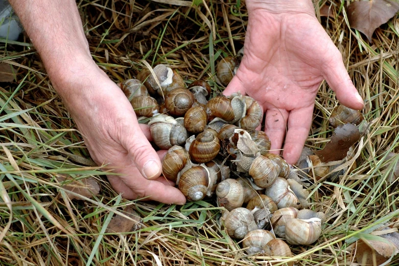 Ta decyzja uderza w portfele zbieraczy. Nie będzie można dorobić