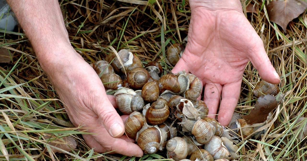 Ta decyzja uderza w portfele zbieraczy. Nie będzie można dorobić