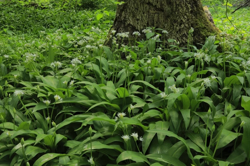 Zbiory czosnku zakończone akcją policji. Za pechową pomyłkę sporo zapłacą
