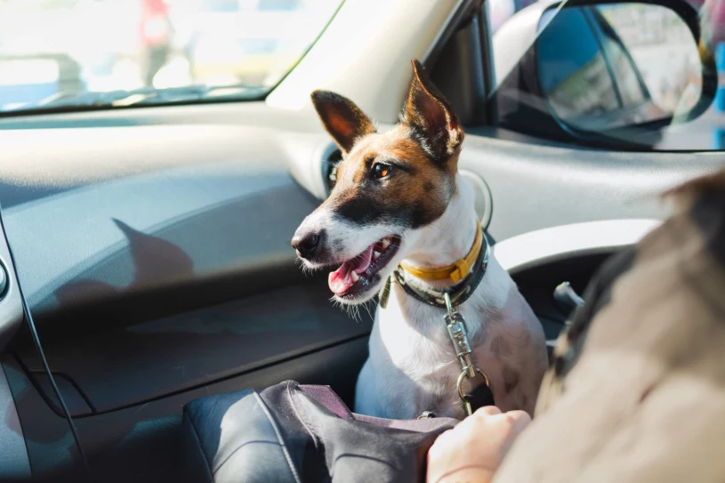 Jak przewozić psa w samochodzie? Mandat to choćby 500 zł