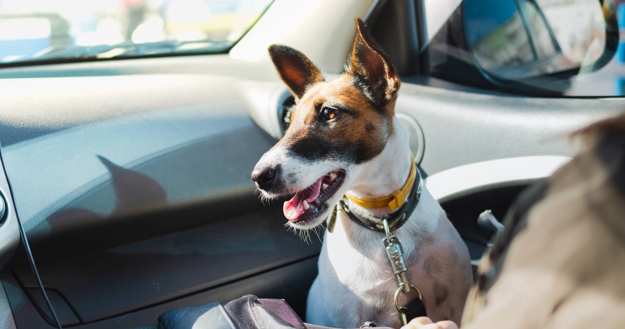 Jak przewozić psa w samochodzie? Mandat to choćby 500 zł