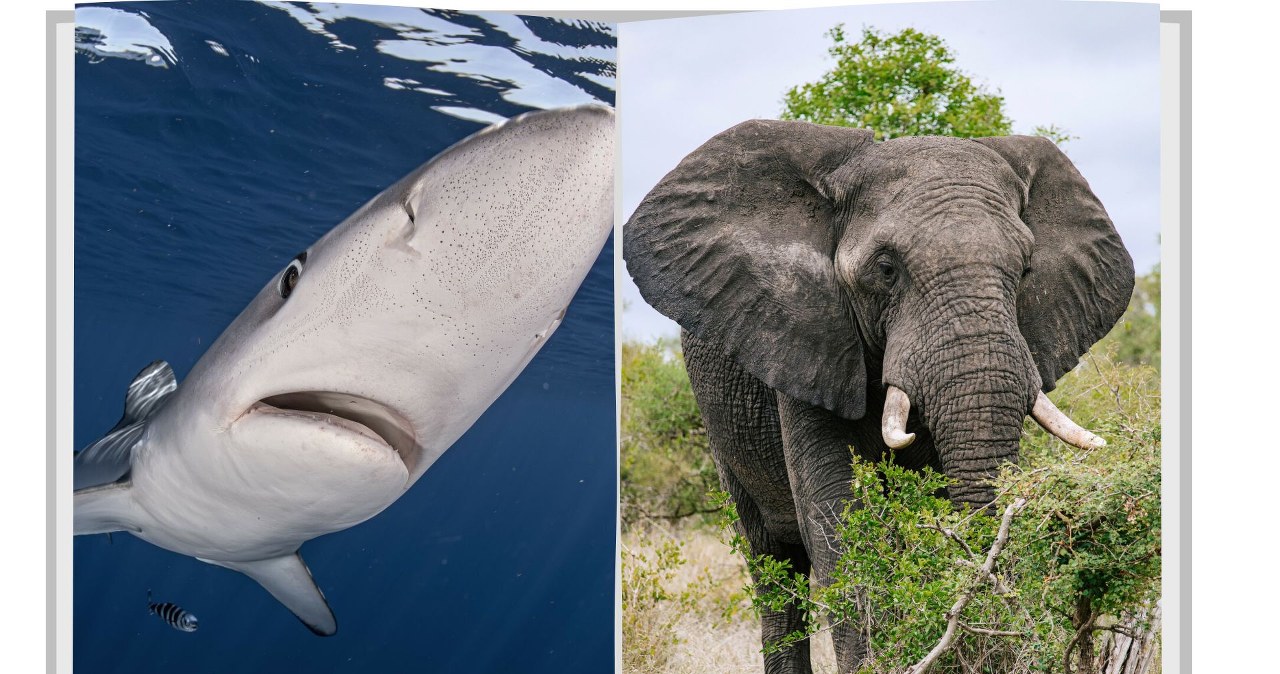 Polska nie jedzie mundial. Jadą za to żarłacze, słonie czy lamparty Polska nie jedzie mundial. Jadą za to żarłacze, słonie czy lamparty