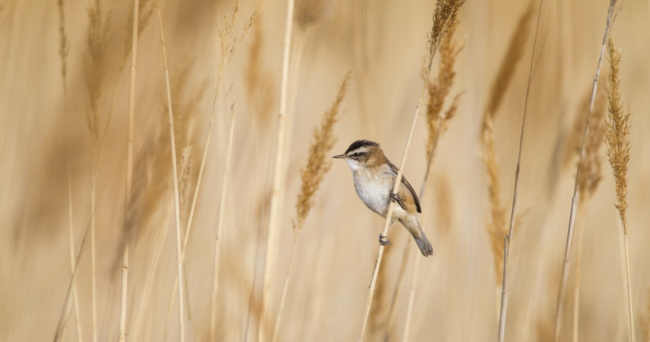 Niezwykle płochliwy ptak pojawił się w Polsce. Prawie uciekł z kadru Niezwykle płochliwy ptak pojawił się w Polsce. Prawie uciekł z kadru