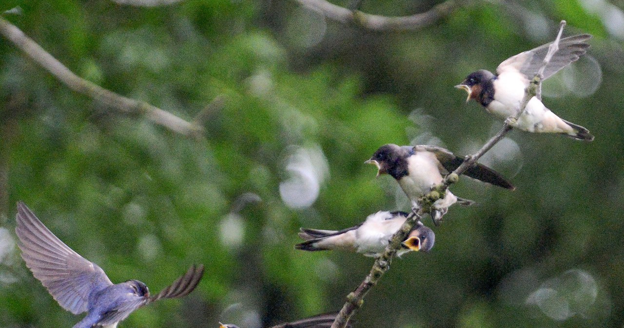 Ptaki w Polsce wpadają w szał. Zaczęły się wręcz kotłować Ptaki w Polsce wpadają w szał. Zaczęły się wręcz kotłować