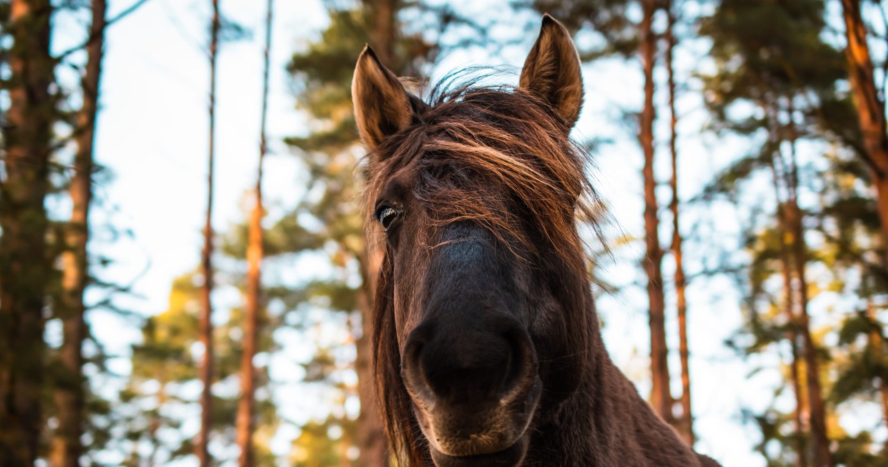 Do lasu wjechały konie z pługami. Wrócił porzucony kiedyś pomysł Do lasu wjechały konie z pługami. Wrócił porzucony kiedyś pomysł