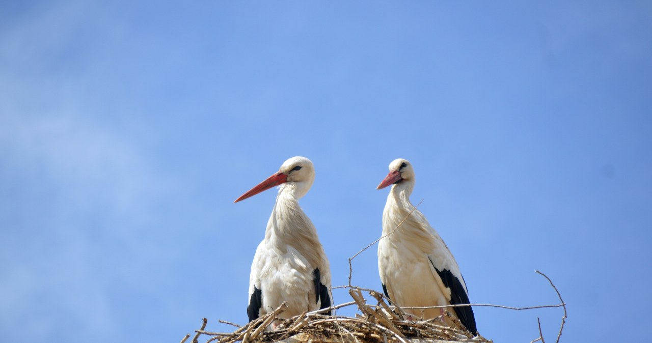 Koszmar bocianów na Bliskim Wschodzie. Doszło do strzelaniny, zginęły setki Koszmar bocianów na Bliskim Wschodzie. Doszło do strzelaniny, zginęły setki