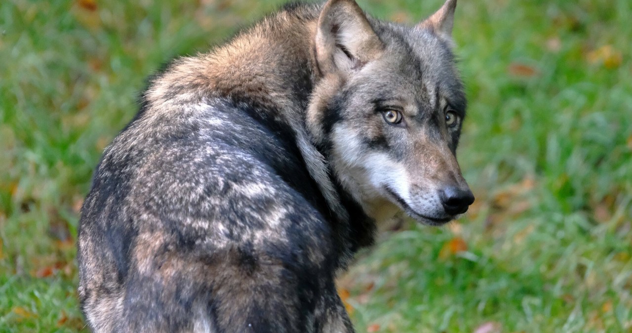 Wilk z Hamburga wypuszczony. Ugryzł kobietę w centrum handlowym Wilk z Hamburga wypuszczony. Ugryzł kobietę w centrum handlowym