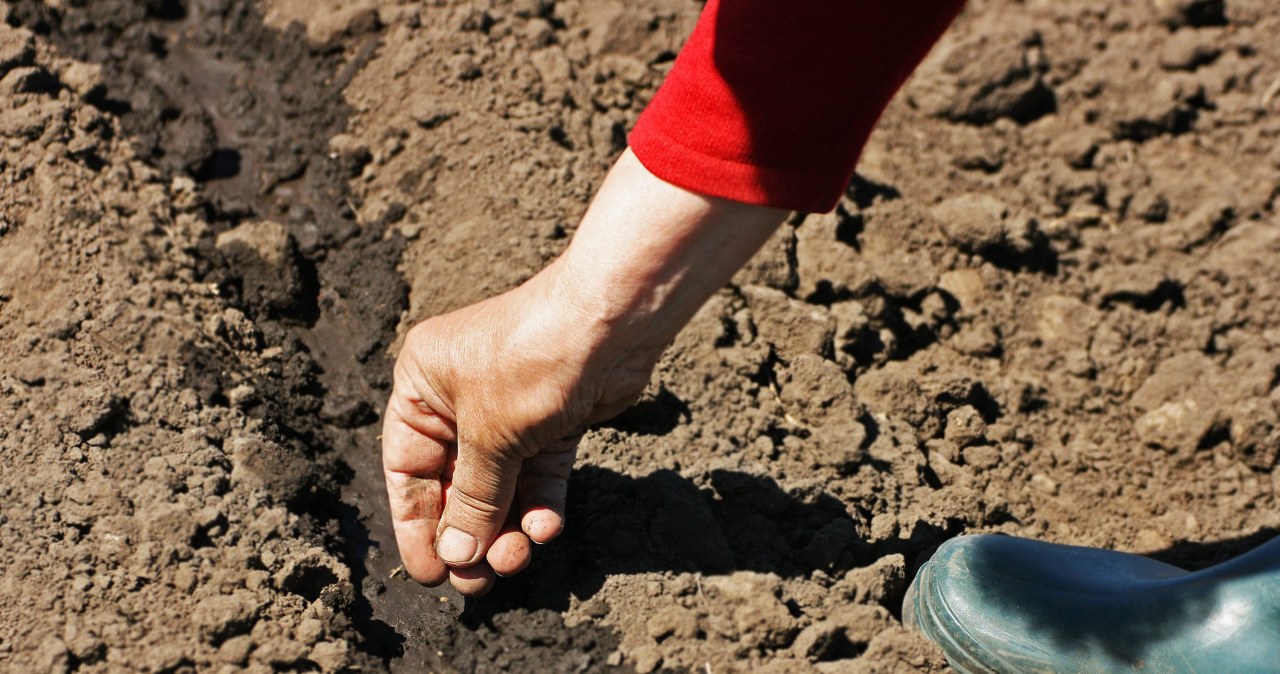 Wysiew warzyw na grządki w kwietniu. Nie przegap terminów i idealnej pogody