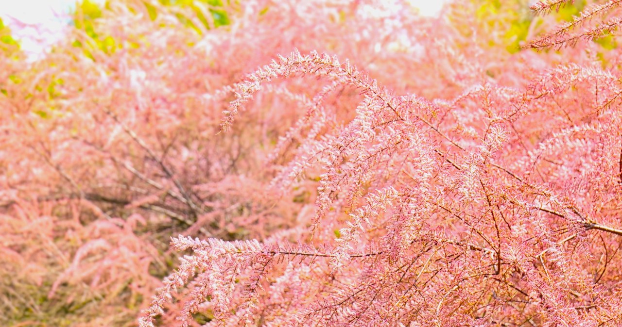 Różowa mgiełka wabi pszczoły i motyle. Roślina dla zapracowanych i leniwych