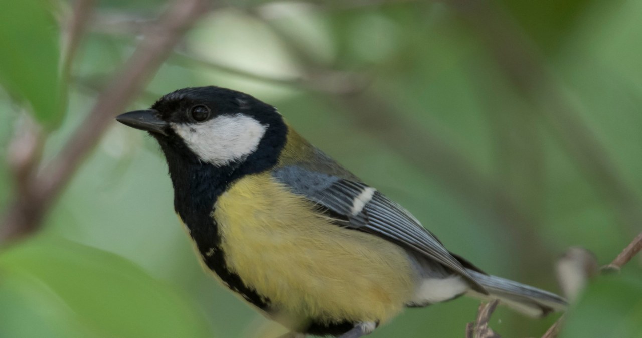 Nie ignoruj ich obecności. Sikorki zdradzają stan twojego ogrodu