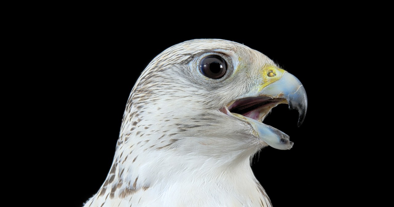 Sokolnicy używają ich do polowania. Nagle zaczęły wymierać Sokolnicy używają ich do polowania. Nagle zaczęły wymierać