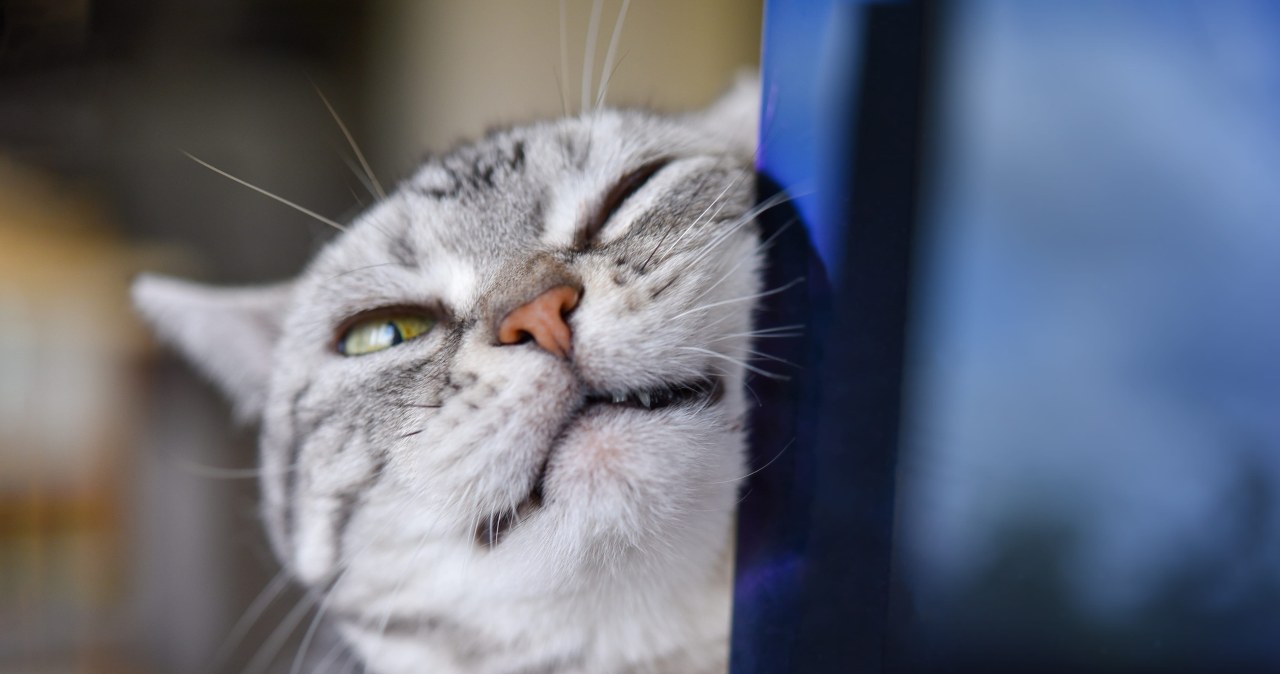 Naukowcy mają dowody: Koty wykorzystują ponad 270 wyrazów twarzy