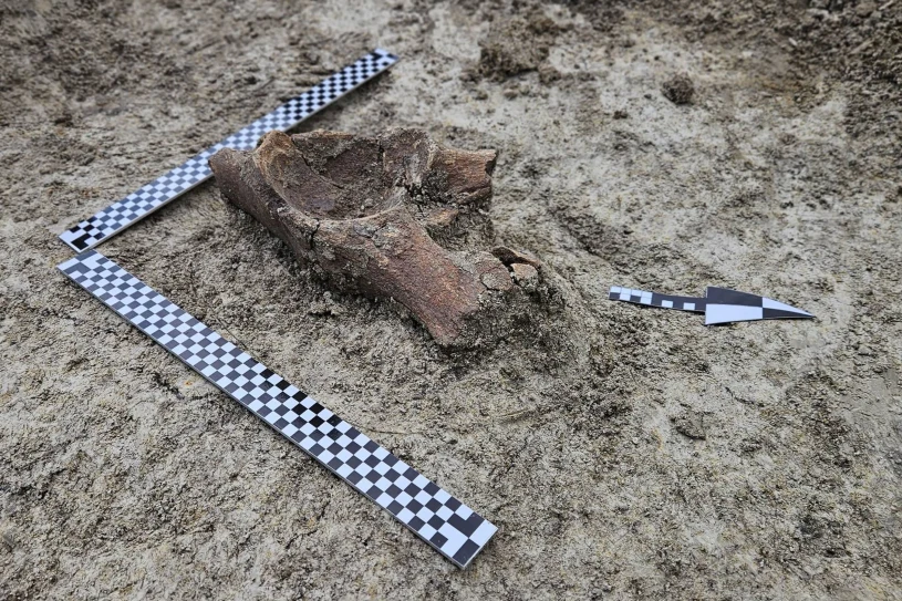 Na budowie S17 odkryto 100 tys. zabytków. Trafiono też na mamuta