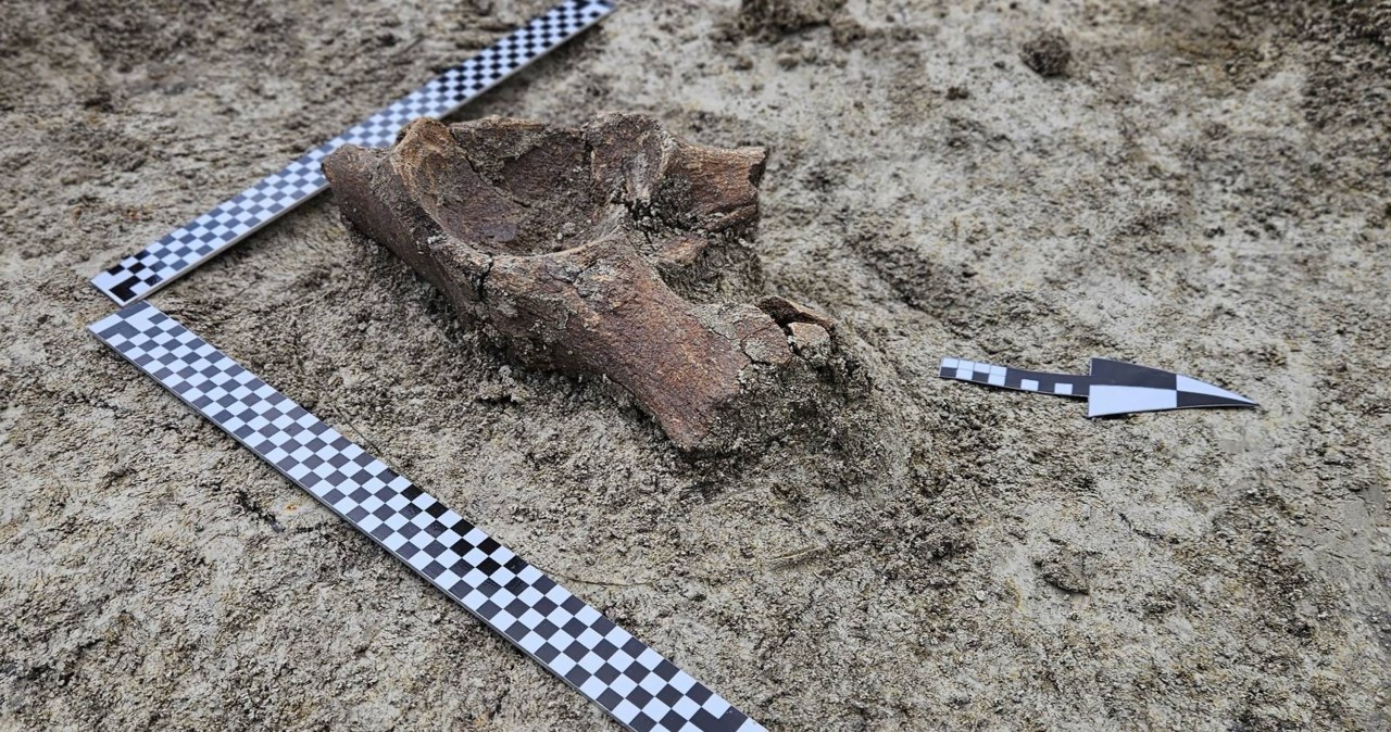 Na budowie S17 odkryto 100 tys. zabytków. Trafiono też na mamuta