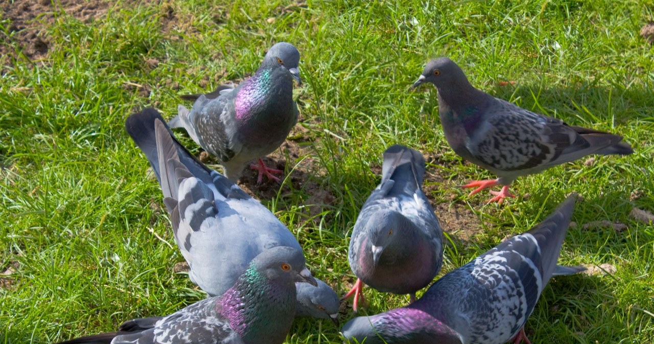 Gołębie wracają do ogrodu jak bumerang? Prosty sposób je odstraszy