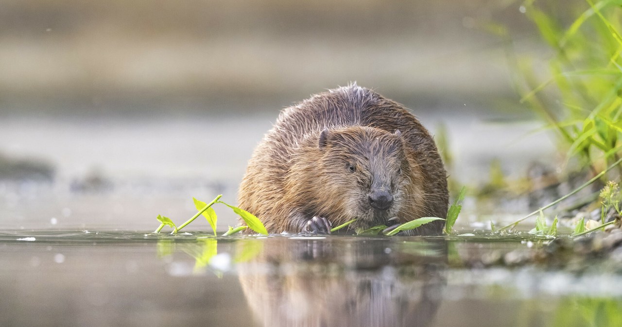 Francuzi już niemal się poddali. Inżynierowie wzięli przykład z bobrów Francuzi już niemal się poddali. Inżynierowie wzięli przykład z bobrów
