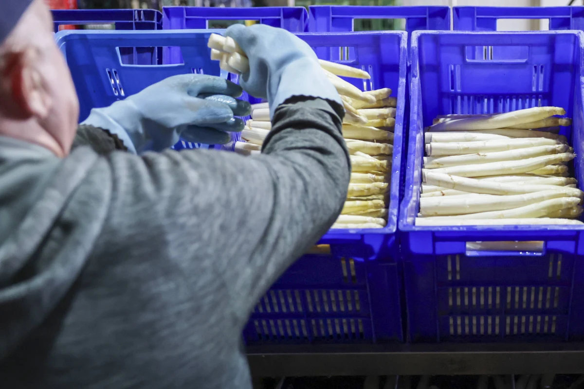 W Niemczech rozpoczął się długo wyczekiwany sezon na szparagi. Jednak w tym roku rolnicy zmagają się z poważnym problemem - brakiem pracowników sezonowych, zwłaszcza z Polski. Sytuacja na polach regionu Beelitz pokazuje, jak bardzo niemiecka produkcja szparagów zależy od zagranicznej siły roboczej.