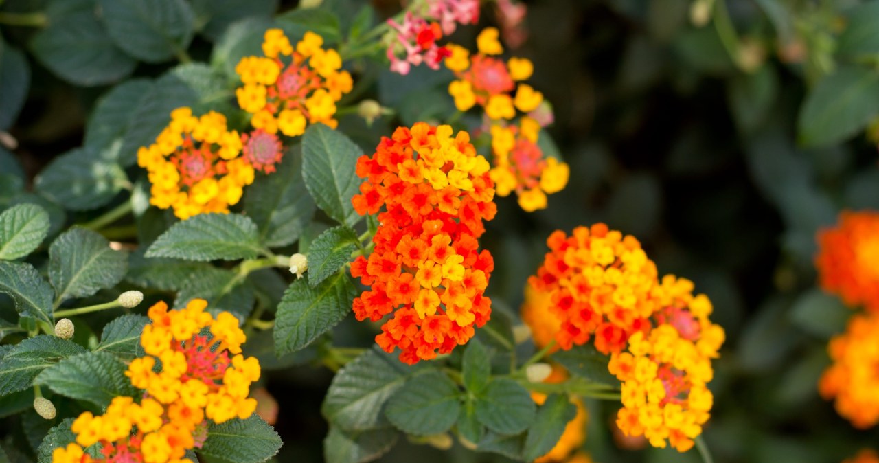 Lepsza niż begonie i pelargonie. Zmienia kolory i kwitnie aż do jesieni