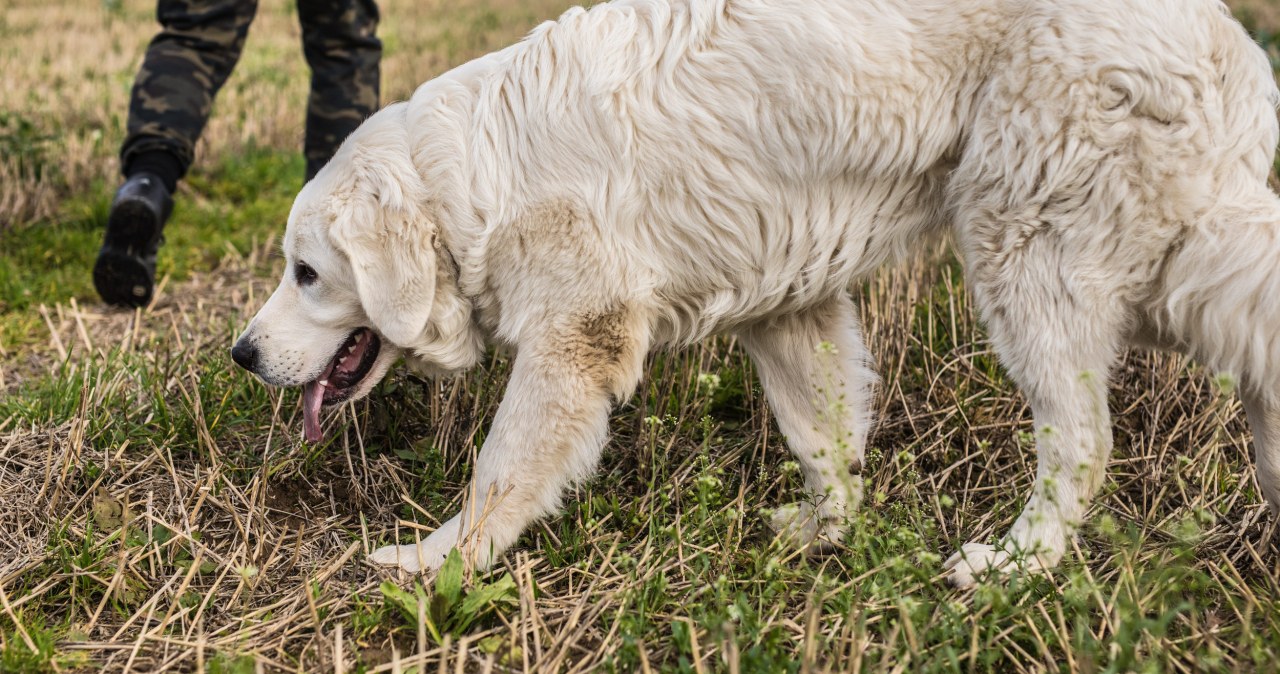 Zabił swoje psy i wrzucił do stawu. 70-letni myśliwy stanie przed sądem