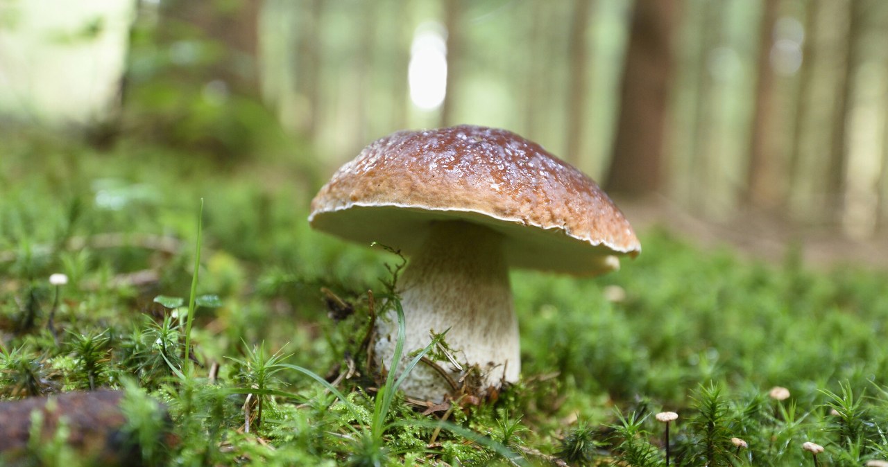 Grzyby są skarbnicą ważnego pierwiastka. W Polsce go brakuje Grzyby są skarbnicą ważnego pierwiastka. W Polsce go brakuje