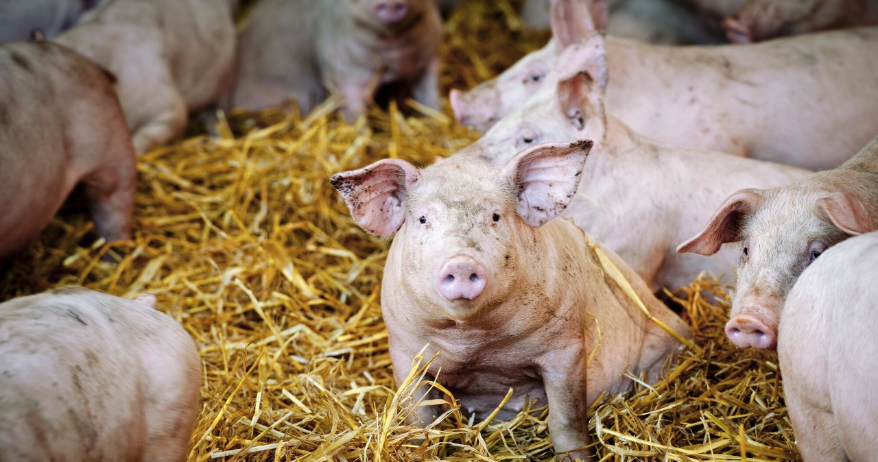 Gigant zamyka wielką fermę świń. Śledztwa ujawniły horror Gigant zamyka wielką fermę świń. Śledztwa ujawniły horror
