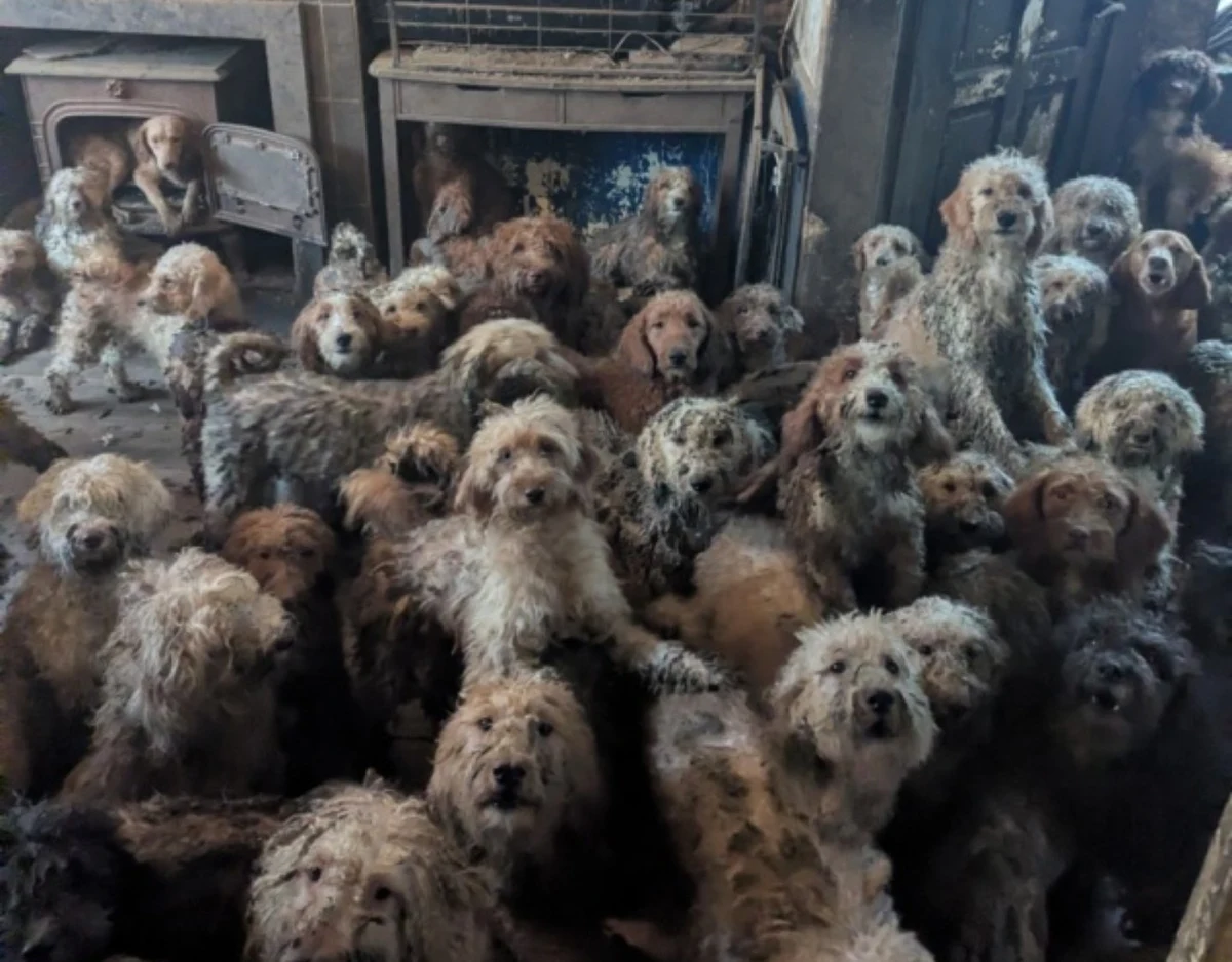 Ten obraz jest tak surrealistyczny, że aż trudno w niego uwierzyć. Brytyjska organizacja charytatywna RSPCA zajmująca się ratowaniem zwierząt zapewnia jednak, że nie został wygenerowany przez sztuczną inteligencję. Chodzi o 250 psów, które znaleziono w jednym z domów w Wielkiej Brytanii.