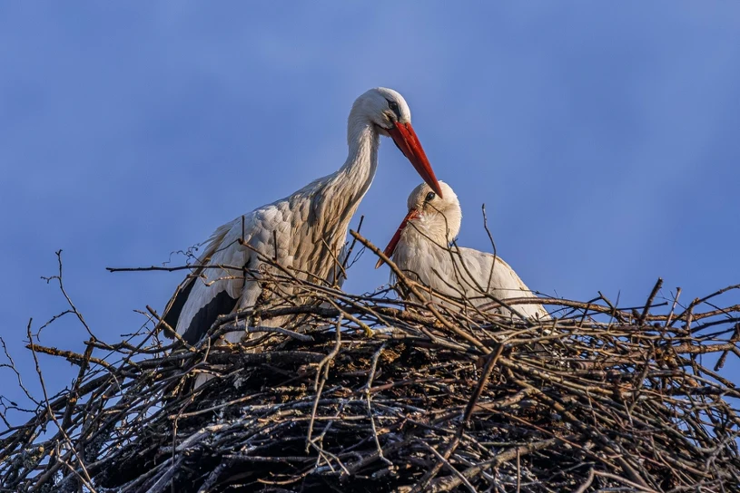 Bociany nie odlatują już do Afryki? Eksperci wskazują konkretny powód