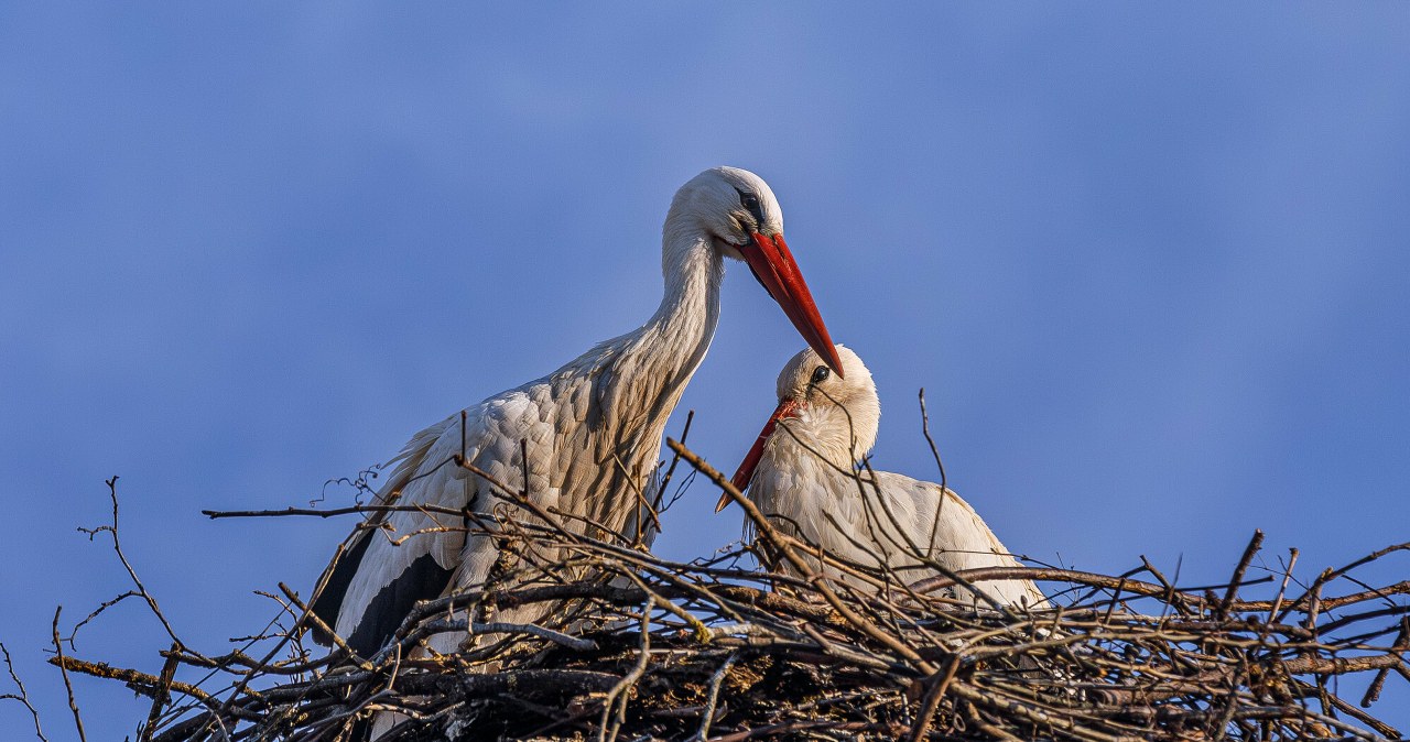 Bociany nie odlatują już do Afryki? Eksperci wskazują konkretny powód