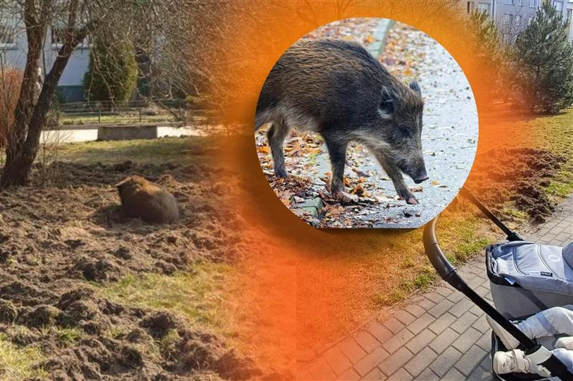 Co z dzikami w naszych miastach? "Nie mamy lepszego sposobu"