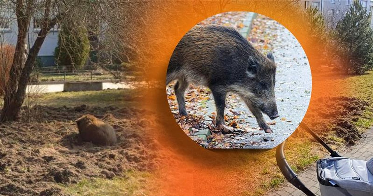 Warszawa. Dziki problemem wielkich miast. Ekspert nie ma dobrych informacji Warszawa. Dziki problemem wielkich miast. Ekspert nie ma dobrych informacji