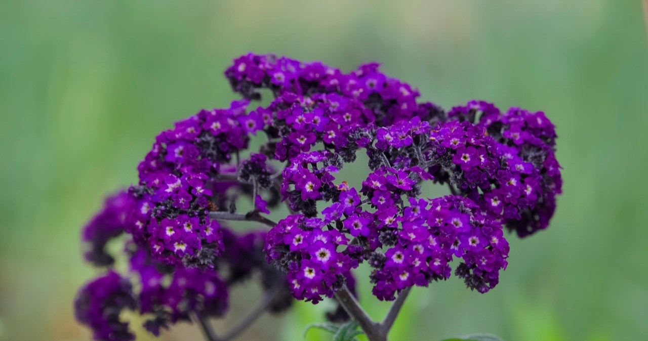 Piękny zapach rozniesie się po całej okolicy. Ta roślina kwitnie miesiącami