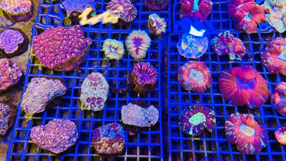 /Agnieszka  Wyderka /RMF FM