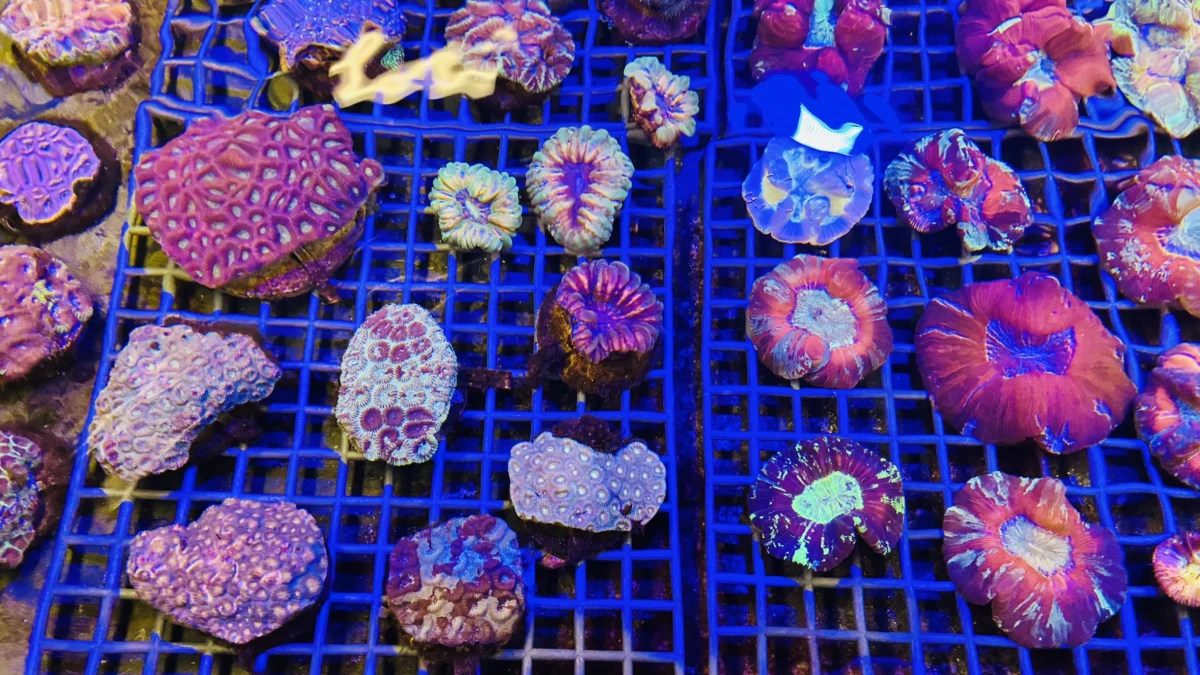 Ponad tysiąc żywych koralowców, w tym gatunki objęte ścisłą ochroną, próbowano przemycić do Polski w przesyłce z Indonezji. Funkcjonariusze Krajowej Administracji Skarbowej udaremnili przemyt na warszawskim lotnisku Chopina. Uratowane zwierzęta trafiły do specjalistycznych zbiorników w łódzkim Orientarium.