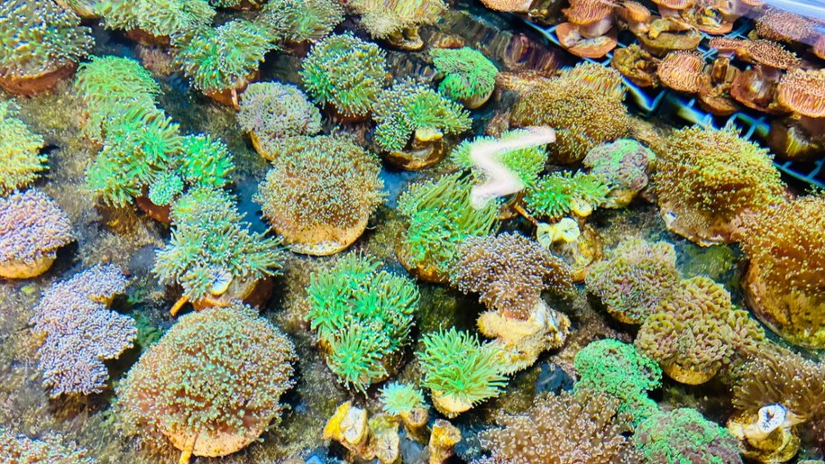 /Agnieszka Wyderka /RMF FM