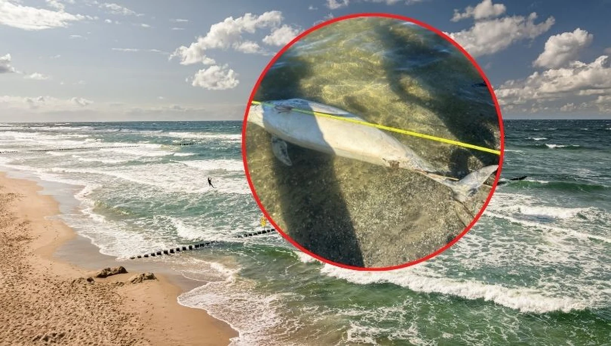 Na plaży w Jarszewku nad Zalewem Szczecińskim, znaleziono martwego delfina. To niezwykłe zdarzenie w tej części Polski, jednak eksperci zwracają uwagę, że podobne przypadki zdarzają się coraz częściej. Przyczyny śmierci zwierzęcia będą teraz szczegółowo badane przez naukowców