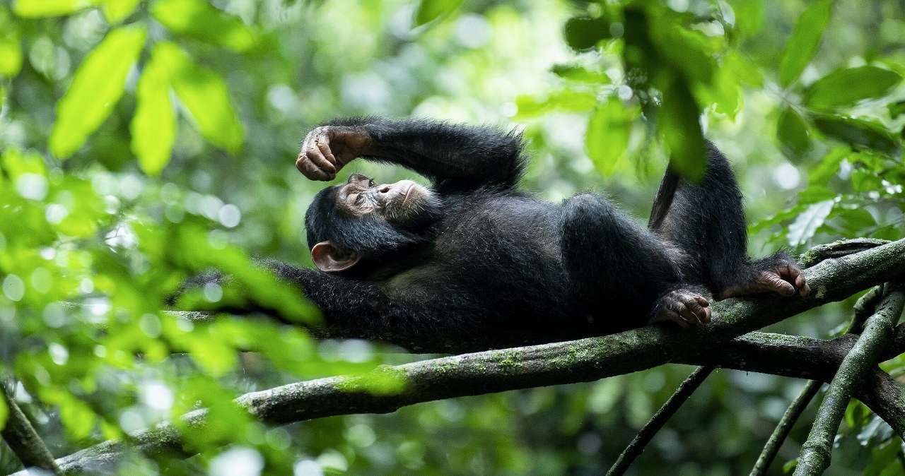 Z szympansami stało się coś dziwnego. Rozpoczęły wojnę, zaczęły się wybijać Z szympansami stało się coś dziwnego. Rozpoczęły wojnę, zaczęły się wybijać