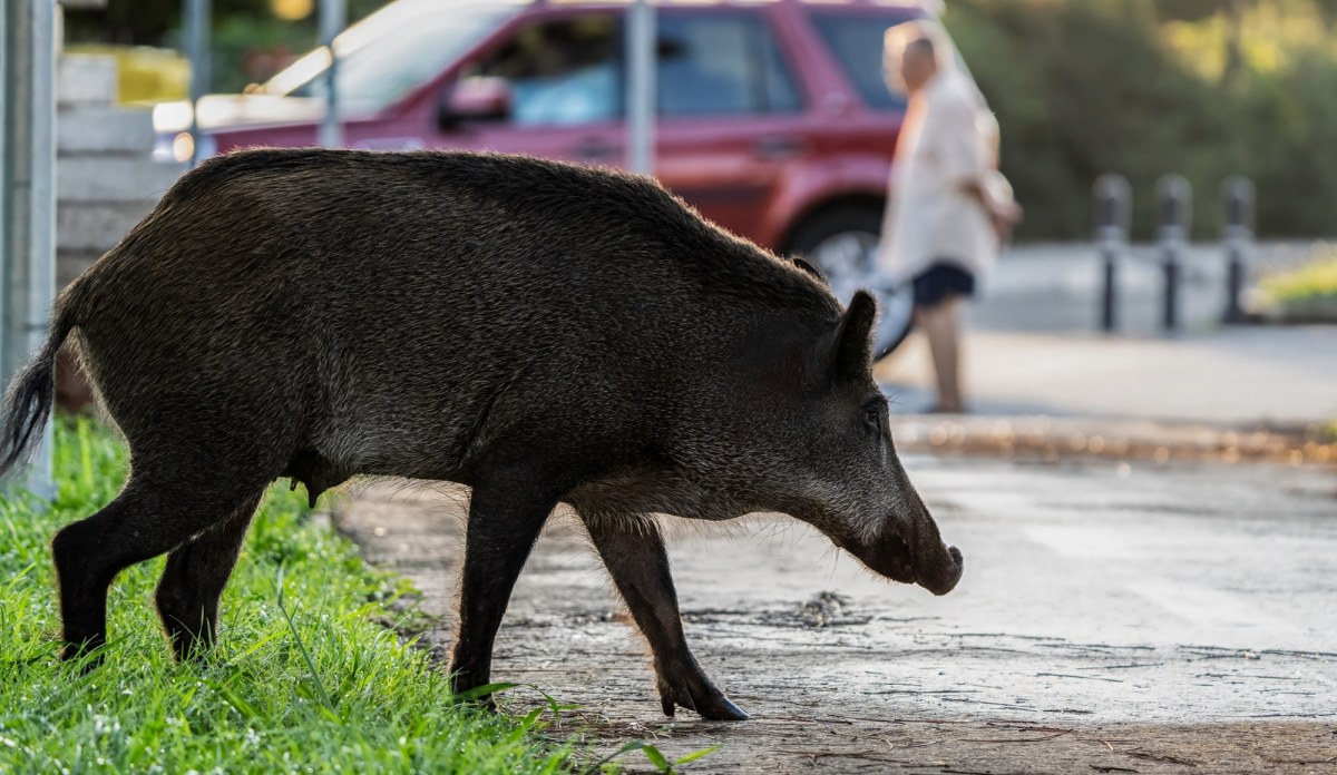 Kontrowersje wokół interwencji wobec dzików w Warszawie