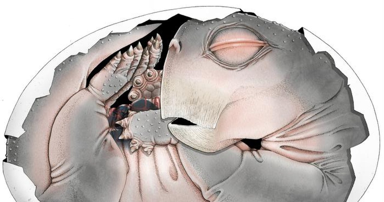 Przodkowie ssaków składali jaja. Odkrycie sprzed 250 mln lat to potwierdza