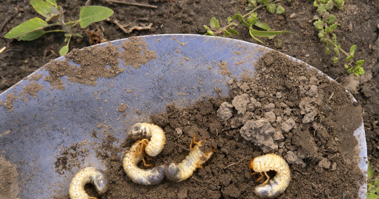 Nie dopuść, by zniszczyły twoje rośliny. Oto co musisz zrobić