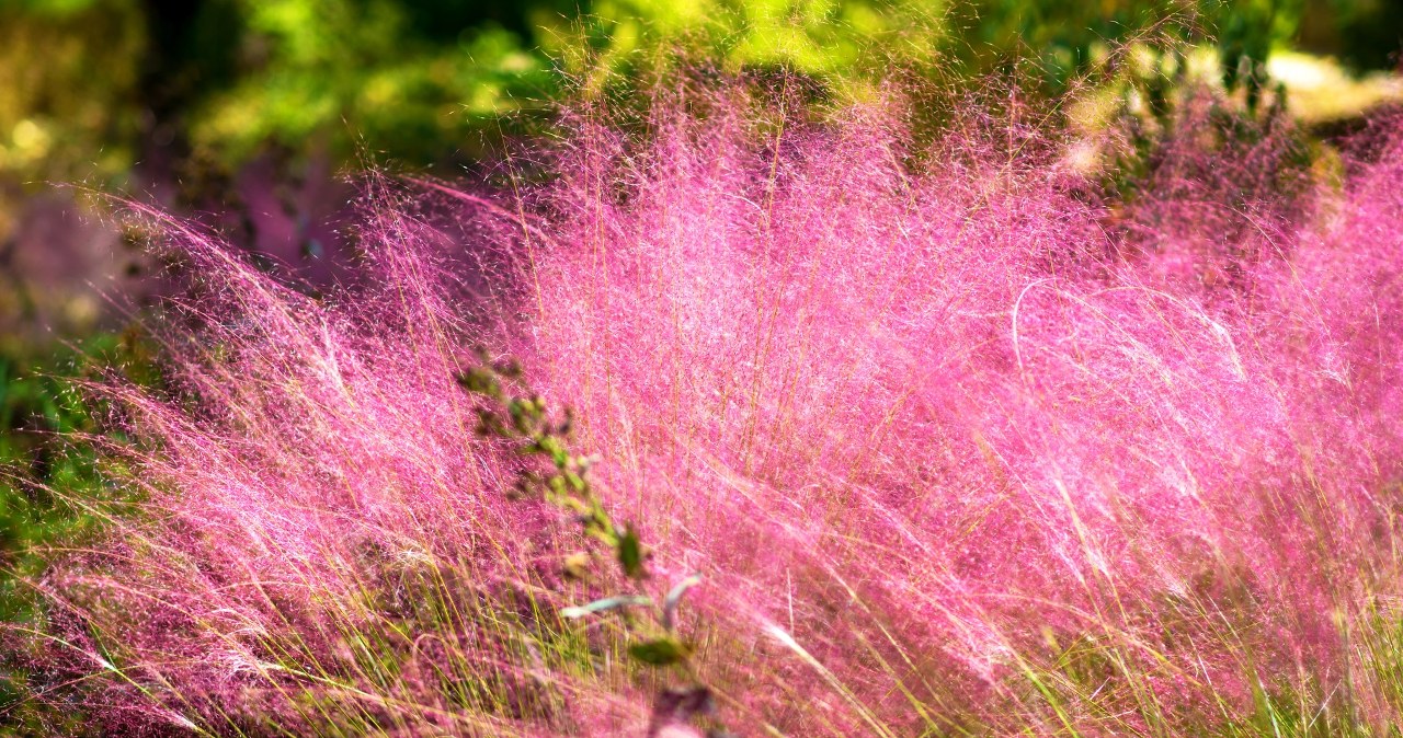 Te kolorowe rośliny to hit nadchodzącego sezonu. Wszyscy będą ci zazdrościć