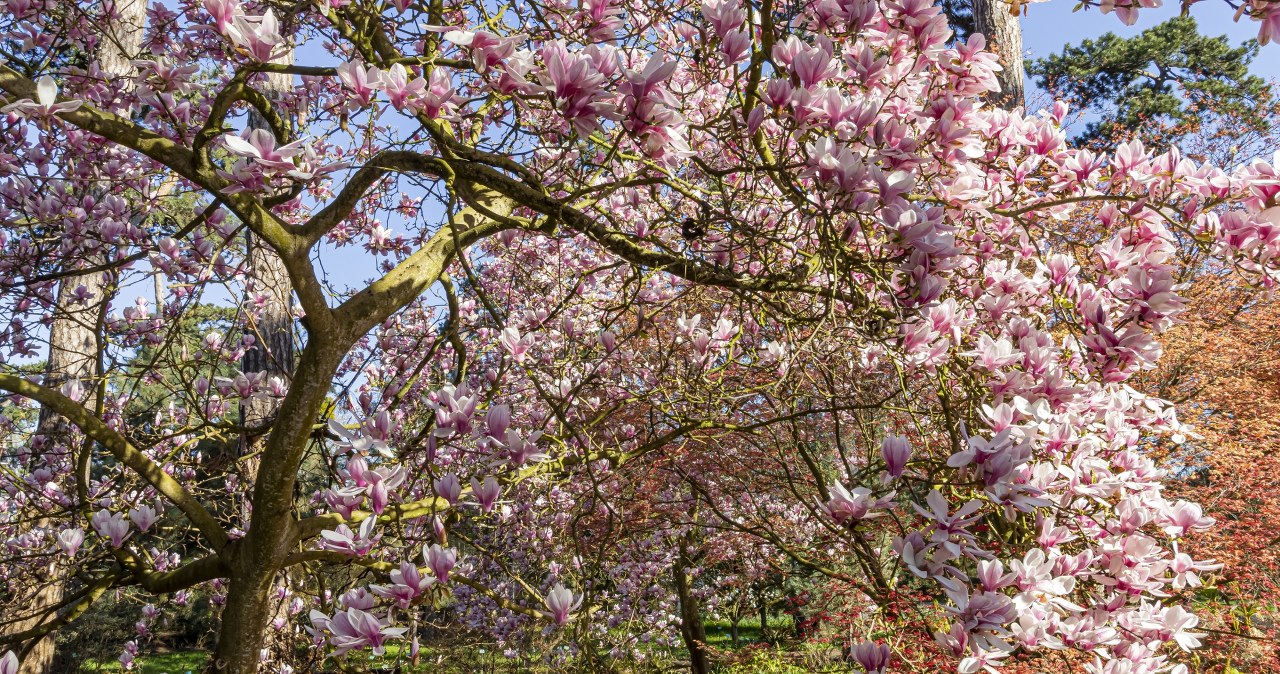 Twoja magnolia nie zakwitła? Winny może być ten błąd