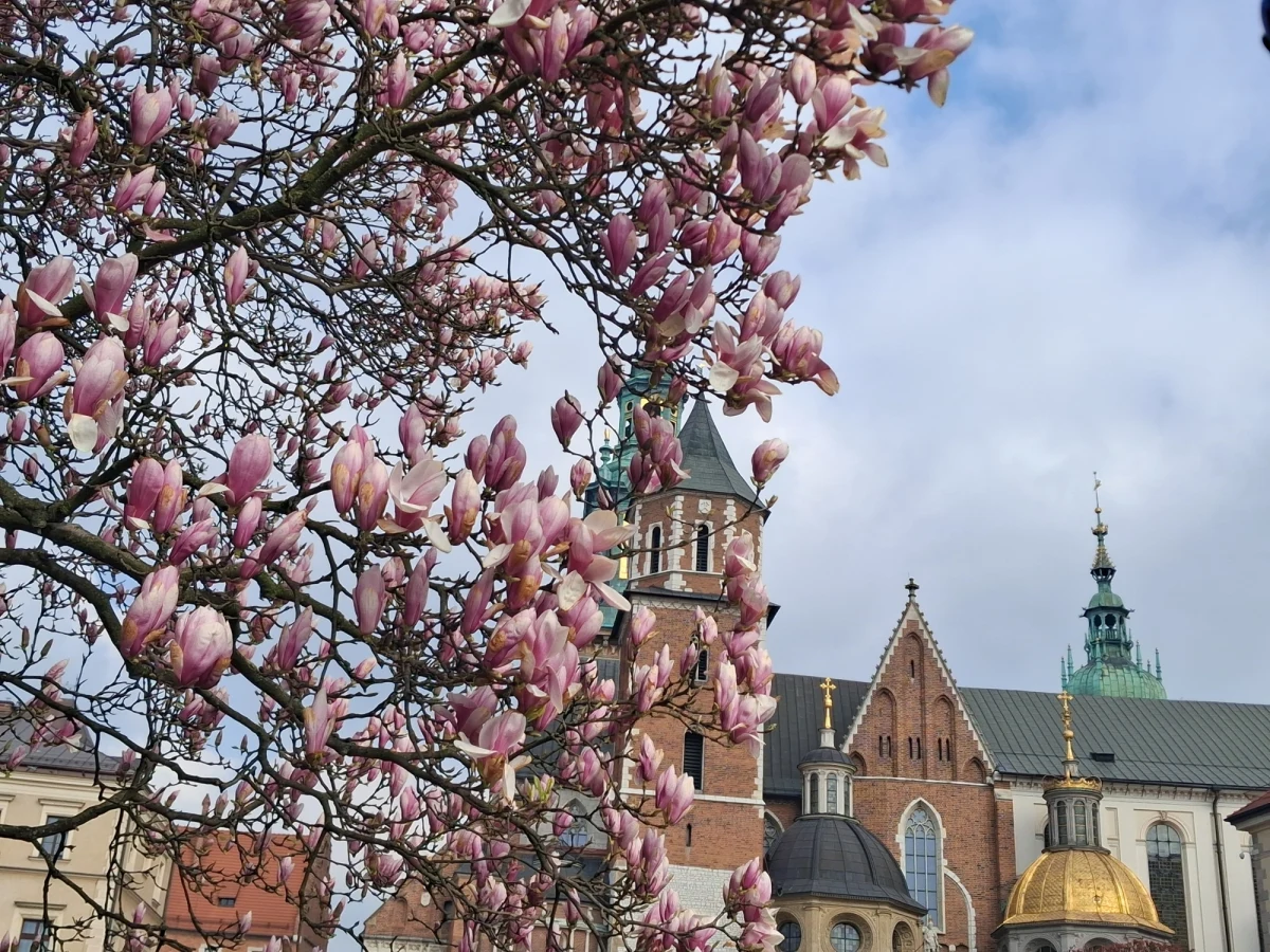 Wawelska królowa rozkwitła. Tradycyjnie na przełomie marca i kwietnia na wawelskim dziedzińcu można podziwiać imponującą magnolię. Drzewo charakteryzujące się przepięknymi kwiatami przyciąga rzesze turystów i Krakowian. Jest z pewnością najbardziej fotografowanym o tej porze roku drzewem w stolicy Małopolski. 