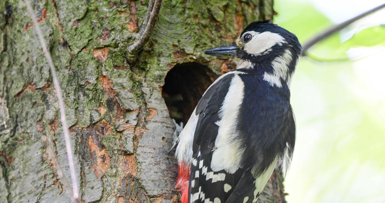 Będzie łatwiej niszczyć siedliska? Z luki mogą skorzystać m.in. deweloperzy Będzie łatwiej niszczyć siedliska? Z luki mogą skorzystać m.in. deweloperzy